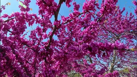 Eastern Redbud Tree Branches Blowing in Wind Stock Footage 308328529