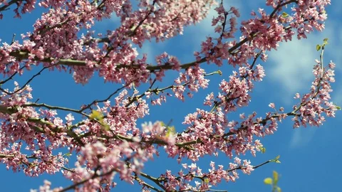 Eastern Redbud tree branches with early Spring blooms, blowing in the wind Stock Footage 128851452