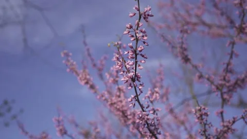 Eastern Redbud tree flowers against a blue sky. Pink and purple flowers Stock Footage 156726801
