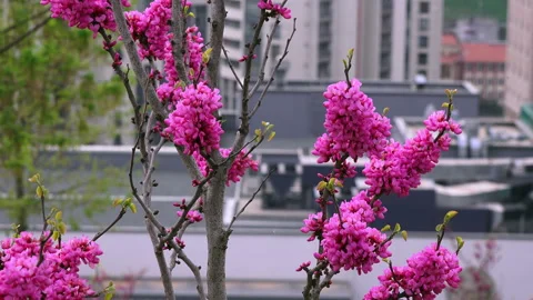 Eastern redbud tree Stock Footage 88135360