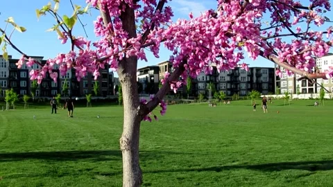 Eastern redbud tree, spring impression of green park Stock Footage 130224675