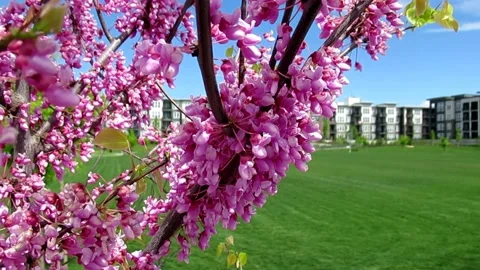Eastern redbud tree, spring impression of green park Stock Footage 130224676