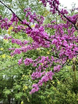 Eastern Redbud Tree In Springtime Stock Photos