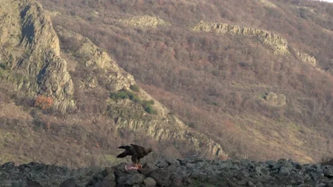 Eastern Rhodopes rock with eagle. Flying bird of prey golden eagle with large wi Stock Footage 164035229