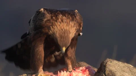 Eastern Rhodopes rock with eagle. Flying bird of prey golden eagle with large wi Stock Footage 164037329