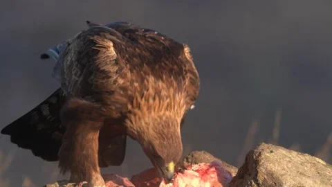Eastern Rhodopes rock with eagle. Flying bird of prey golden eagle with large wi Stock Footage 164037440
