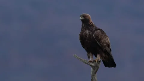Eastern Rhodopes rock with eagle. Flying bird of prey golden eagle with large wi Stock Footage 164037868