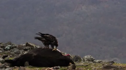 Eastern Rhodopes rock with eagle. Flying bird of prey golden eagle with large wi Vidéo 164311896