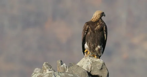 Eastern Rhodopes rock with eagle. Flying bird of prey golden eagle with large wi Stock Footage 164550605