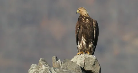 Eastern Rhodopes rock with eagle. Flying bird of prey golden eagle with large wi Stock Footage 164551067