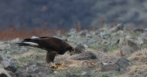 Eastern Rhodopes rock with eagle. Flying bird of prey golden eagle with large wi Stock Footage 164605706