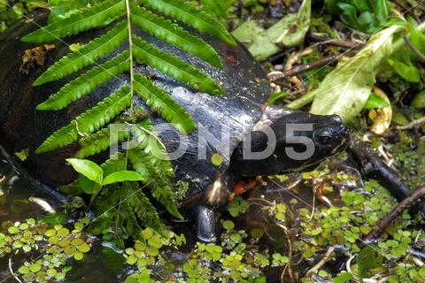 Eastern River Cooter Turtle Stock Photos