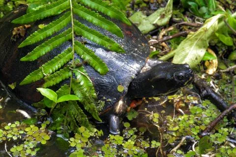 Eastern River Cooter Turtle Stock Photos