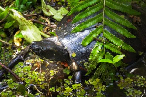 Eastern River Cooter Turtle Stock Photos