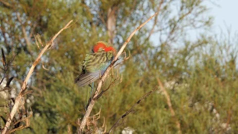 Eastern rosella bird sleeping in a tree Stock Footage 108227546