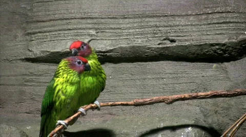 Eastern Rosella on branch Stock Footage 276177