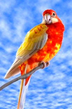 Eastern Rosella on perch Stock Photos