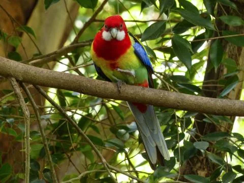 Eastern Rosella,  perched Stock Photos