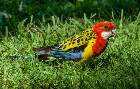 Eastern Rosella Stock Photos