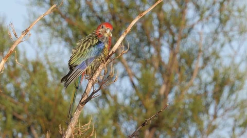 Eastern rosella preening it's feathers to keep it clean Stock Footage 108226720