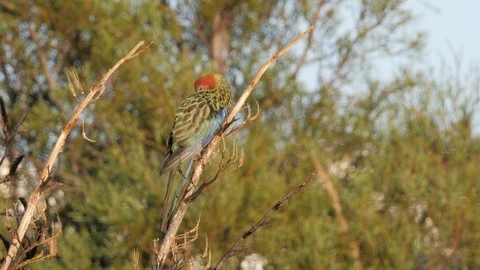 Eastern rosella preening it's feathers to keep it clean Stock Footage 108226748