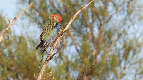 Eastern rosella preening it's feathers to keep it clean Stock Footage 108226945