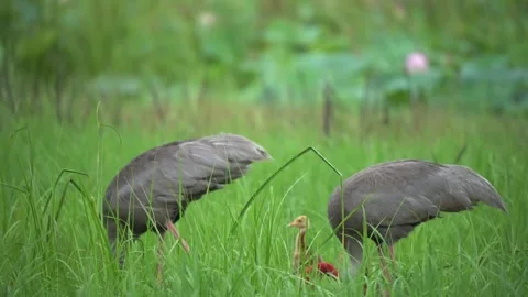 The Eastern Sarus Crane Stock Footage 321217557