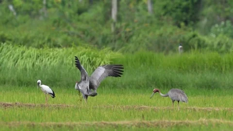 Eastern Sarus Crane Foraging and Jumping in Grassland Stock Footage 345693583