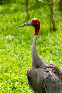 Eastern sarus crane Stock Photos