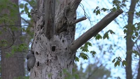 Eastern screech owl and owlets Stock Footage 131015430