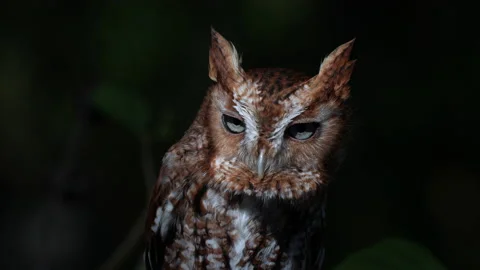 EASTERN SCREECH OWL CLOSE UP Video stock 228741485