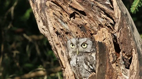 Eastern Screech Owl - Emerging from a tree stump Video stock 128779579