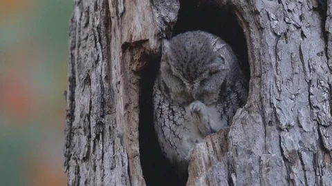 Eastern screech owl Stock Footage 118758982