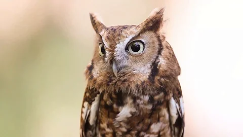Eastern Screech Owl Stock Footage 119454726