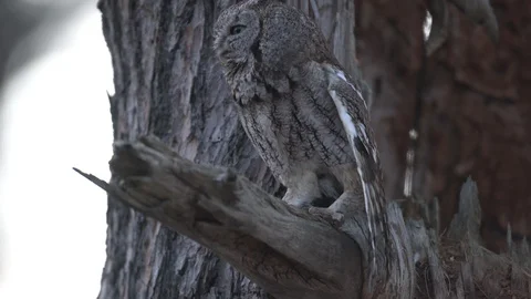 Eastern screech owl Stock Footage 130072342