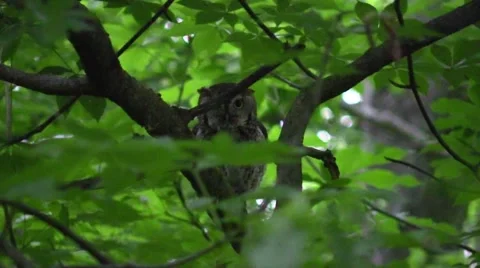 Eastern screech owl in forest nature wildlife Stock Footage 50411341