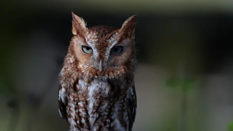 EASTERN SCREECH OWL MEDIUM SHOT Video stock 228741629