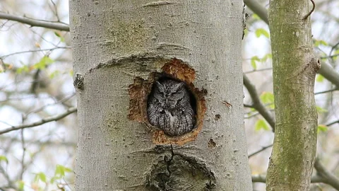 Eastern Screech Owl, Megascops asio, roosting in tree, exclusive 4K Stock Footage 171773665