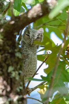 Eastern screech owl - Megascops Asio - fledgling perched on tree branch cam.. Foto stock