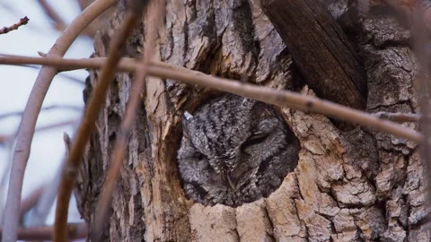 Eastern Screech Owl Napping in Tree Cavity Stock Footage 301072472