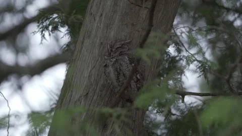 Eastern Screech-Owl Perched And Camouflaged In Tree Stock Footage 337936546