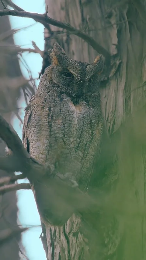 Eastern screech owl perched on a tree branch in the forest Vidéo 334635481