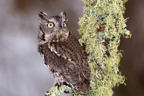 Eastern Screech Owl Stock Photos
