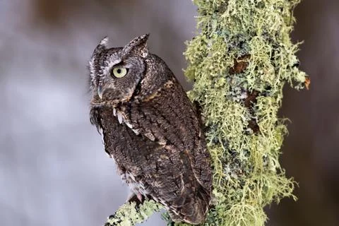 Eastern Screech Owl Stock Photos
