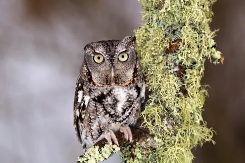 Eastern Screech Owl Stock Photos
