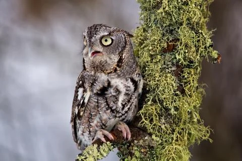 Eastern Screech Owl Stock Photos