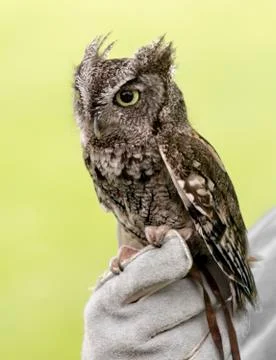 Eastern Screech Owl Foto stock