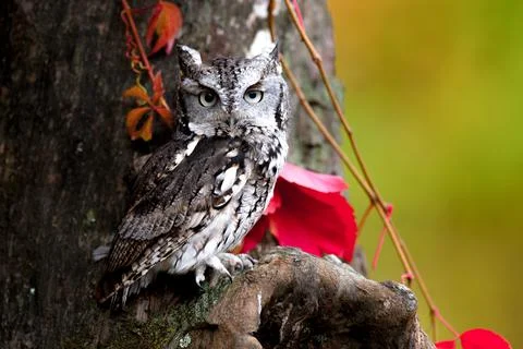 Eastern Screech Owl Stock Photos