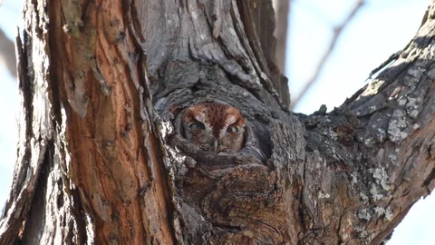 Eastern Screech Owl - Red Morph Stock Footage