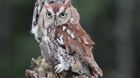 Eastern Screech Owl - Red Morph Stock Footage 165742573